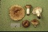  (Russula aff. amoenolens - MQ21-CMMF001683)  @11 [ ] by-nc-nd (1992) Yves Lamoureux Universite de Montreal, Biodiversity Center