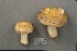  (Russula pseudo-olivascens - MQ21-CMMF002141)  @11 [ ] by-nc-nd (1994) Yves Lamoureux Universite de Montreal, Biodiversity Center