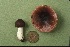  (Russula nigrodisca - MQ21-CMMF002174)  @11 [ ] by-nc-nd (1994) Yves Lamoureux Universite de Montreal, Biodiversity Center