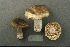  (Russula sp._Compactae - MQ21-CMMF003049)  @11 [ ] by-nc-nd (1997) Yves Lamoureux Universite de Montreal, Biodiversity Center