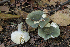  (Russula sp. 8 Griseinae - MQ21-CMMF005962)  @11 [ ] by-nc-nd (2011) Raymond McNeil Universite de Montreal, Biodiversity Center