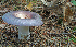  (Russula aff. ionochlora - MQ21-CMMF007221)  @11 [ ] by-nc-nd (2010) Raymond McNeil Universite de Montreal, Biodiversity Center