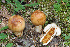  (Russula aff. fragrantissima - MQ21-CMMF008314)  @11 [ ] by-nc-nd (2010) Raymond McNeil Universite de Montreal, Biodiversity Center
