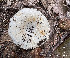  (Russula brevipes var.acrior - MQ24-CG3098-CMMF27334)  @11 [ ] bc-nc (2023) Chantal Gauthier Unspecified