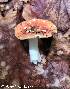  (Russula cf. puellaris - MQ22-Mtt0082-CMMF024879)  @11 [ ] Copyright (c) (2019) Matthieu Sicard Unspecified