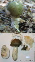  (Russula sp. 12 Ingratae - MQ20-HL0085-QFB32734)  @11 [ ] Copyright (2008) Herman Lambert Unspecified