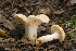  (Russula cf. camarophylla - MQ20-HRL1535-QFB32703)  @11 [ ] Copyright (2013) Renee Lebeuf Unspecified