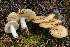  (Russula sp._pseudodecolorans - MQ20-HRL3099-QFB32718)  @11 [ ] Copyright (2019) Renee Lebeuf Unspecified