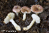  (Russula aff. terenopus - MQ21-HRL3179-QFB32839)  @11 [ ] Copyright (c) (2020) Renee Lebeuf Mycoquebec