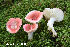  (Russula corallina - MQ24-HRL4172)  @11 [ ] by-nc (2023) Renee Lebeuf Unspecified