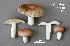  (Russula subtenuiceps - MQ23-CMMF008964)  @11 [ ] (by-nc) (2006) Jacqueline Labrecque Unspecified