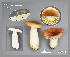  (Russula exalbicans - MQ23-CMMF026403)  @11 [ ] (by-nc) (2015) Jacqueline Labrecque Unspecified