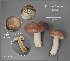  (Russula aff. cyanoxantha - MQ23-CMMF026445)  @11 [ ] (by-nc) (2016) Jacqueline Labrecque Unspecified
