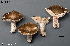  (Russula cf. densifolia - MQ24-Mtt0465-CMMF27359)  @11 [ ] bc-nc (2023) Matthieu Sicard Unspecified