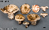  (Russula cf. adusta - MQ24-Mtt0484-CMMF27364)  @11 [ ] bc-nc (2023) Matthieu Sicard Unspecified