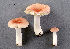  (Russula pusilla - MQ21-YL4145-CMMF024699)  @11 [ ] Copyright (c) (2010) Yves Lamoureux Mycoquebec