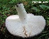  (Russula ornaticeps - MQ24-cKc0346)  @11 [ ] © (2015) Claude Kaufholtz-Couture Unspecified