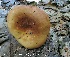  (Russula mustelina - MQ24-cKc0637)  @11 [ ] © (2017) Claude Kaufholtz-Couture Unspecified