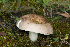  (Russula sp. 7 Griseinae - MQ21-CMMF024731)  @11 [ ] Copyright (c) (2014) Patrick Poitras Mycoquebec