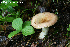  (Russula aff. globispora - MQ21-CMMF024736)  @11 [ ] Copyright (c) (2015) Patrick Poitras Mycoquebec