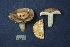  (Russula basifurcata - MQ23-CMMF000129)  @11 [ ] by-nc (1988) Yves Lamoureux CMMF