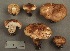  (Tricholoma sp. pudorinum - MQ20-YL-CMMF001838)  @11 [ ] CreativeCommons - Attribution Non-Commercial No Derivatives (1992) Yves Lamoureux Universite de Montreal, Biodiversity Center