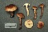  (Tricholoma transmutans - MQ20-YL-CMMF000366)  @11 [ ] CreativeCommons - Attribution Non-Commercial No Derivatives (1988) Yves Lamoureux Universite de Montreal, Biodiversity Center