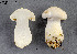  (Tricholoma aff. sulphurescens - MQ20-YL4160)  @11 [ ] CreativeCommons - Attribution Non-Commercial No Derivatives (2010) Yves Lamoureux Universite de Montreal, Biodiversity Center