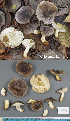 (Tricholoma portentosum - MQ23-HL1974)  @11 [ ] CreativeCommons - Attribution Share-Alike (2023) Unspecified Mycoquebec