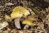  (Tricholoma robustipes - MQ20-HRL0295-QFB32601)  @11 [ ] Copyright (2009) Renee Lebeuf Unspecified