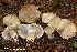  (Tricholoma aff. saponaceum - MQ21-HRL3259-QFB32947)  @11 [ ] Copyright (c) (2020) Renee Lebeuf Mycoquebec
