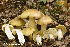  (Tricholoma robustipes - MQ22-QFB33132-HRL3316)  @11 [ ] Copyright (c) (2020) Renee Lebeuf Unspecified