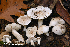  (Tricholoma serratifolium - MQ22-QFB33133-HRL3326)  @11 [ ] Copyright (c) (2020) Renee Lebeuf Unspecified