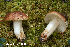  (Tricholoma mcneilii - MQ24-HRL4322)  @11 [ ] by-nc (2023) Renee Lebeuf Unspecified