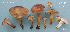  (Tricholoma aff. vaccinum - MQ23-JML01605-CMMF010020)  @11 [ ] CreativeCommons - Attribution Share-Alike (2023) Jacqueline Labrecque Mycoquebec