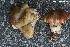  (Tricholoma boudieri - MQ20-pat0115)  @11 [ ] CreativeCommons - Attribution Non-Commercial No Derivatives (2018) Patrick Poitras Universite de Montreal, Biodiversity Center