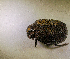  ( - MPALA-OPP-HYENA-17)  @11 [ ] CreativeCommons  Attribution Non-Commercial Share-Alike  (2024) Unspecified Princeton University