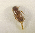  (Aphodiinae sp.AGA5698 - SPEC#1964)  @11 [ ] CreativeCommons  Attribution Non-Commercial Share-Alike  (2024) Unspecified Princeton University