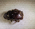  (Onitis sp.AFX7027 - SPEC#5467)  @11 [ ] CreativeCommons  Attribution Non-Commercial Share-Alike  (2024) Unspecified Princeton University