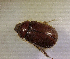  (Apogonia sp. AGA5646 - SPEC#5665)  @11 [ ] CreativeCommons  Attribution Non-Commercial Share-Alike  (2024) Unspecified Princeton University