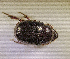  (Orphnus sp. AFX6910 - SPEC#5668)  @11 [ ] CreativeCommons  Attribution Non-Commercial Share-Alike  (2024) Unspecified Princeton University