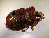  (Orphnus sp. AFX6922 - SPEC#5729)  @11 [ ] CreativeCommons  Attribution Non-Commercial Share-Alike  (2024) Unspecified Princeton University