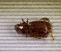  (Neocalaphodius - SPEC#6373)  @11 [ ] CreativeCommons  Attribution Non-Commercial Share-Alike  (2024) Unspecified Princeton University