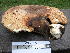  (Polyporus squamosus - CAT06-54_ITS)  @11 [ ] Unspecified (default): All Rights Reserved  Unspecified Unspecified