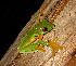  (Agalychnis spurrelli - MSB POE 3312)  @13 [ ] Copyright (2011) Steve Poe, MSB Museum of Southwestern Biology, University of New Mexico