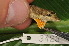  (Anolis amplisquamosus - MSB POE3398)  @15 [ ] Unspecified (default): All Rights Reserved  Unspecified Unspecified