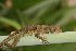  (Anolis capito - MSB POE3219)  @11 [ ] Unspecified (default): All Rights Reserved  Unspecified Unspecified
