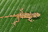  (Anolis cusuco - MSB POE3431)  @11 [ ] Unspecified (default): All Rights Reserved  Unspecified Unspecified