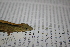  (Anolis sp - MSB POE3294)  @13 [ ] Unspecified (default): All Rights Reserved  Unspecified Unspecified