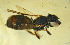  (Braunsapis puangensis - MSAPB_AFL008)  @13 [ ] CreativeCommons - Attribution Non-Commercial Share-Alike (2012) Scott Groom Flinders University